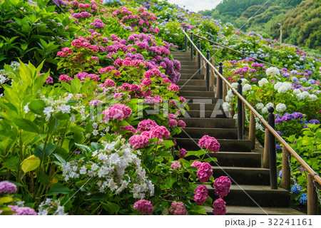愛知県蒲郡市形原温泉あじさいの里 32241161