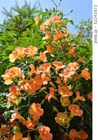 ノウゼンカズラ(凌霄花) ノウゼンカズラ(凌霄花) 32241671