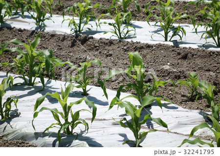 マルチシート とうもろこし栽培 マルチシート とうもろこし栽培 32241795