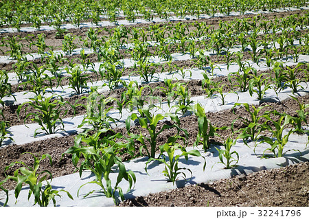 マルチシート　とうもろこし栽培 32241796
