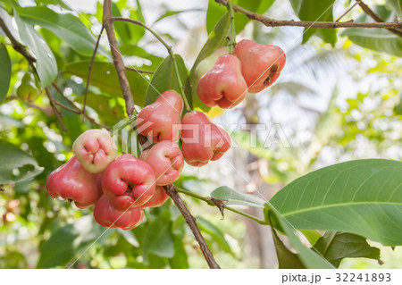 rose apple rose apple 32241893