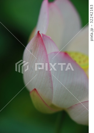 ハスの花 ハスの花 32242163