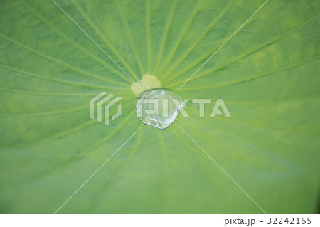 Lotus leaf and water drops on lotus leaf Lotus leaf and water drops on lotus leaf 32242165