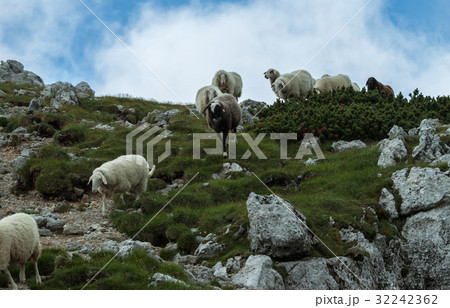 agricultural landscape flock of sheeps agricultural landscape flock of sheeps 32242362