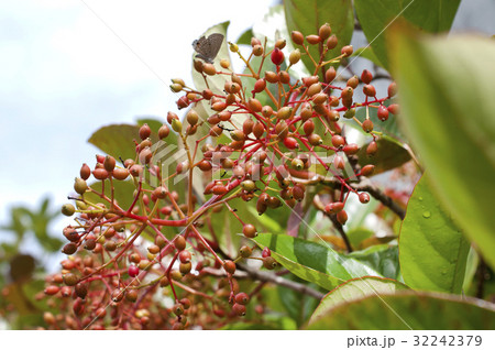 サンゴジュの果実 サンゴジュの果実 32242379