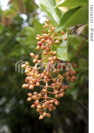 サンゴジュの果実 サンゴジュの果実 32242381