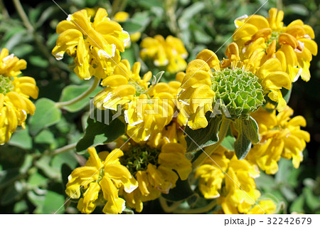 エルサレム・セージ エルサレム・セージ 32242679