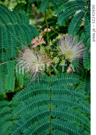 ねむの木 ねむの木 32242690