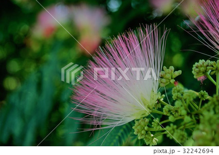 ねむの木 32242694