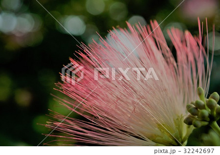 ねむの木 32242697