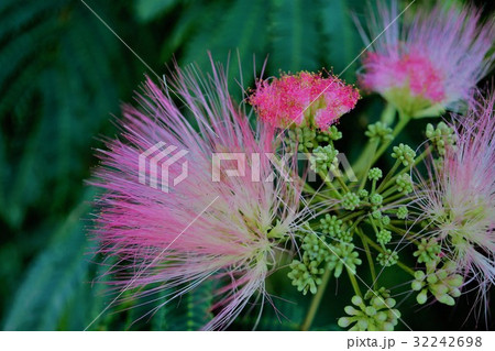 ねむの木 32242698