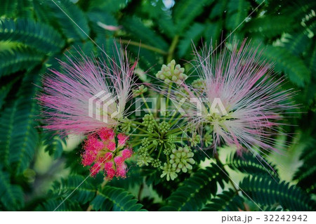 ねむの木 ねむの木 32242942