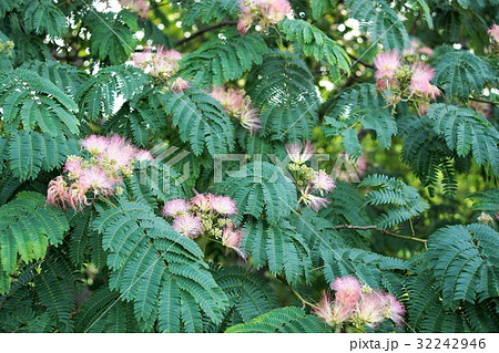 ねむの木 32242946