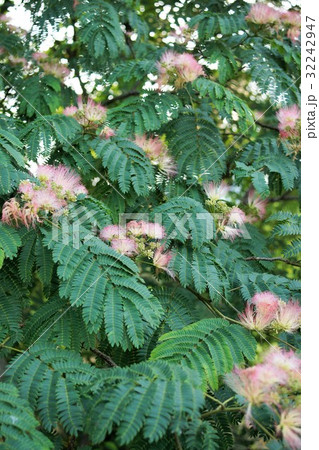 ねむの木 32242947