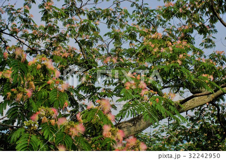 ねむの木 32242950