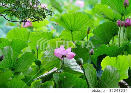 ハスの花 ハスの花 32243234