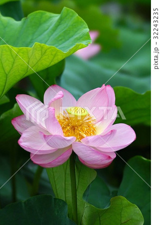 ハスの花 ハスの花 32243235