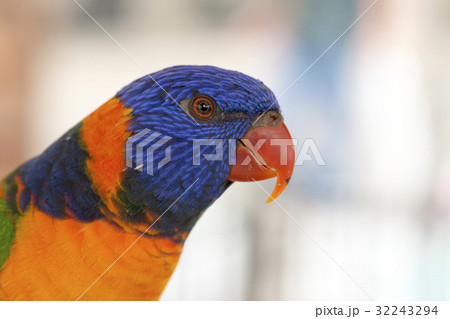 アカエリゴシキセイガイインコ アカエリゴシキセイガイインコ 32243294
