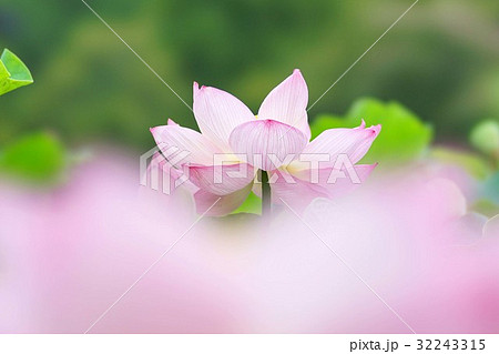 ハスの花 ハスの花 32243315