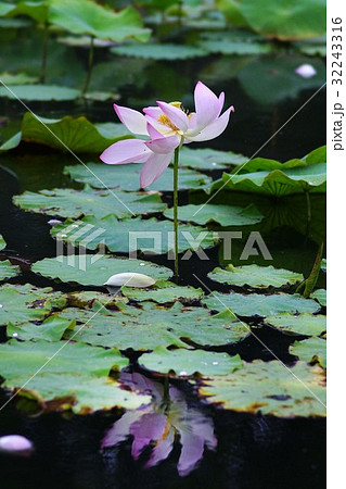 ハスの花 ハスの花 32243316