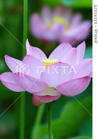 ハスの花 ハスの花 32243320