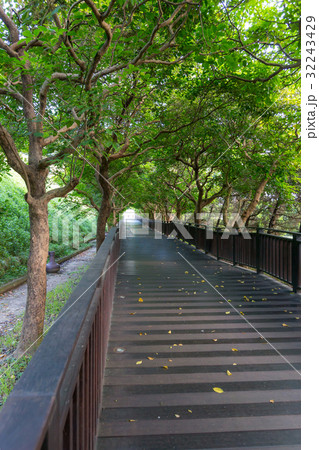 wooden pathway in park wooden pathway in park 32243429