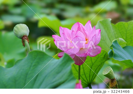 ハスの花 ハスの花 32243466