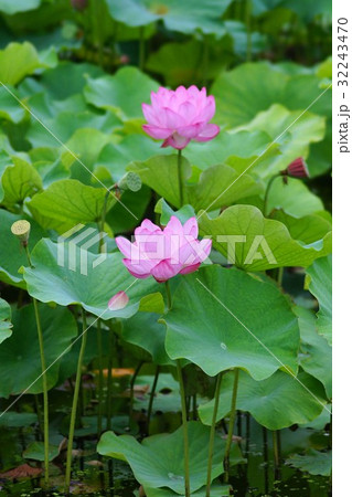 ハスの花 ハスの花 32243470