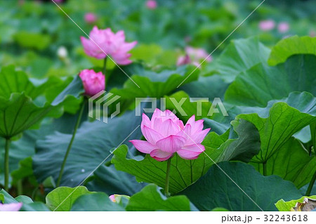 ハスの花 ハスの花 32243618