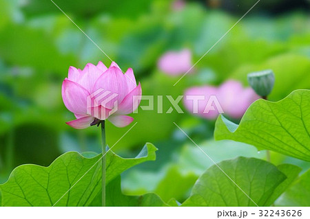 ハスの花 32243626