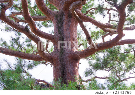 赤松 赤松 32243769