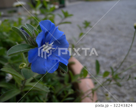 夏の花アメリカンブルー 32243824