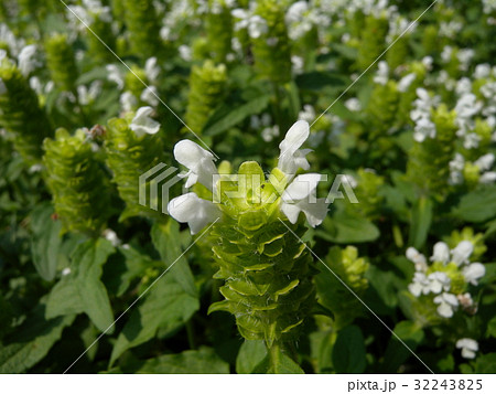 ウツボグサ ウツボグサ 32243825