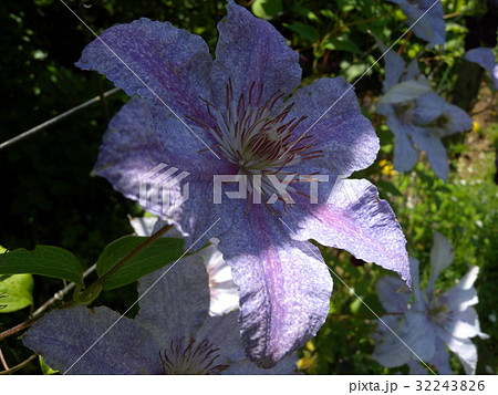 クレマチス 32243826