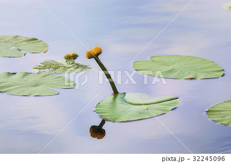 yellow water lily 32245096