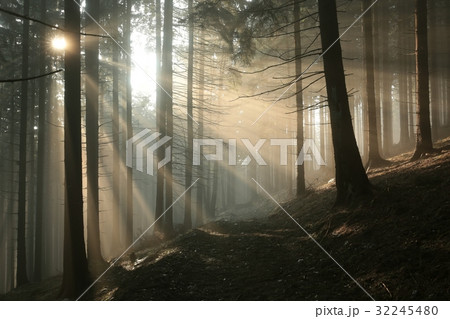 Sunbeams enter the misty coniferous forest Sunbeams enter the misty coniferous forest 32245480