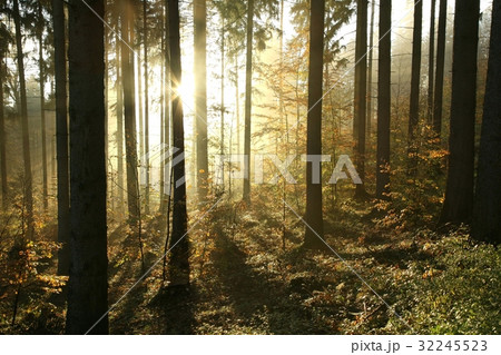 Autumn coniferous forest on a foggy morning  32245523