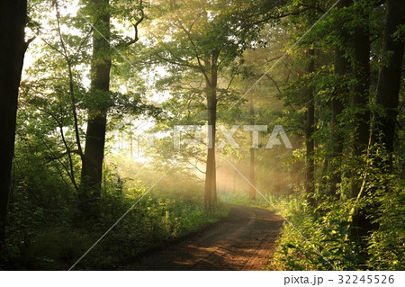 Rural road through a misty deciduous forest 32245526
