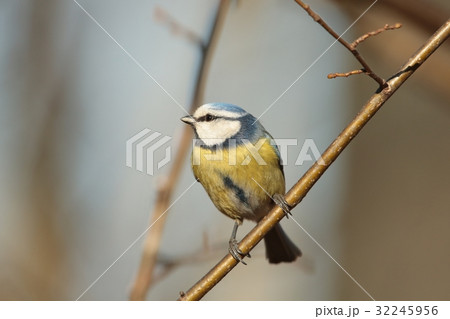 Blue tit (Parus caeruleus) on a twig 32245956