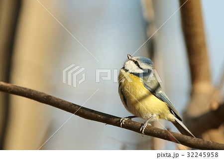Blue tit (Parus caeruleus) on a twig 32245958