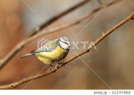 Blue tit (Parus caeruleus) on a twig 32245960
