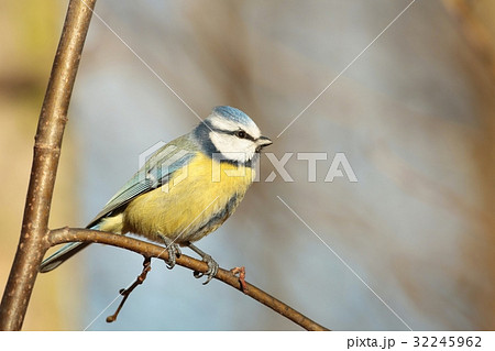 Blue tit (Parus caeruleus) on a twig Blue tit (Parus caeruleus) on a twig 32245962