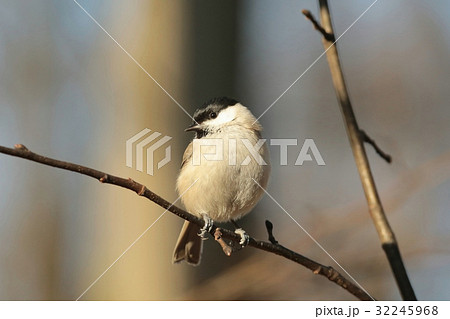 Marsh tit (Parus palustris) on a twig 32245968