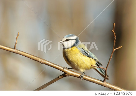 Blue tit (Parus caeruleus) on a twig 32245970