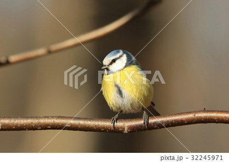 Blue tit (Parus caeruleus) on a twig Blue tit (Parus caeruleus) on a twig 32245971