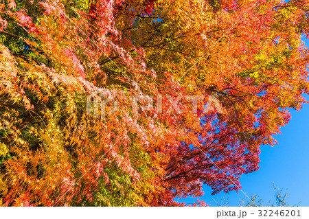 美しき紅葉 美しき紅葉 32246201