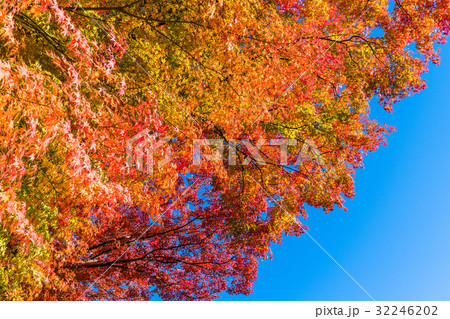 美しき紅葉 美しき紅葉 32246202
