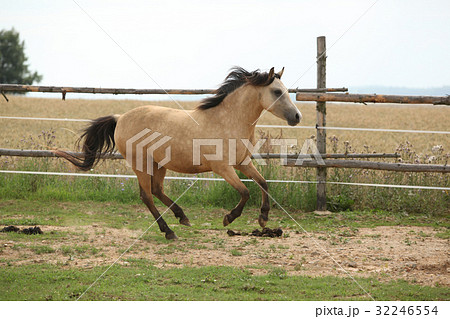 Beautiful pony moving on pasturage Beautiful pony moving on pasturage 32246554