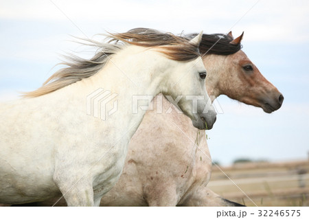 Two ponnies together on pasturage 32246575