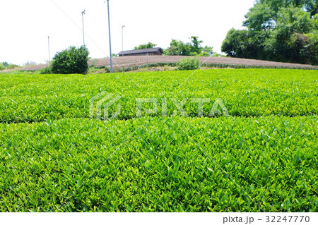 茶畑 32247770